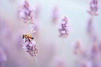 Honey bee blossom flower animal.