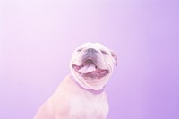 Happy bulldog animal mammal purple.