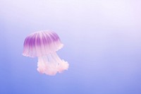 Jellyfish purple invertebrate transparent.