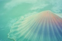 Sea shell underwater outdoors nature. AI generated Image by rawpixel.