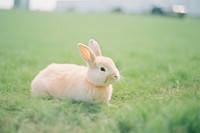 Rabbit animal mammal rodent. AI generated Image by rawpixel.