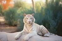 White tiger wildlife animal mammal. 