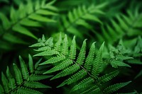 Fern leaves fern backgrounds plant. AI generated Image by rawpixel.