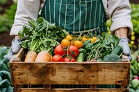 Gardener holding wooden box with fresh organic vegetables plant food agriculture.