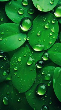  Green water drops plant leaf backgrounds. AI generated Image by rawpixel.