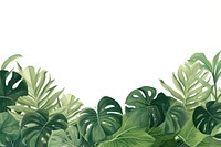 Monstera backgrounds outdoors nature.
