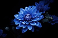 Blue flower blossom dahlia plant. AI generated Image by rawpixel.