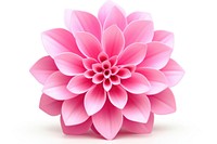 Pink flower dahlia plant white background.