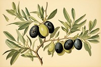 Olive plant fruit food.