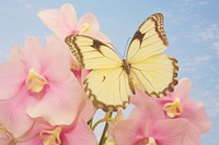 Butterfly Floral Photography flower outdoors blossom.