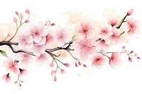 Cherry blossom flower plant inflorescence.