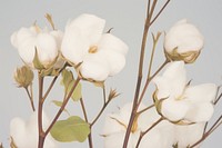 Cotton flower Floral Photography blossom nature plant.