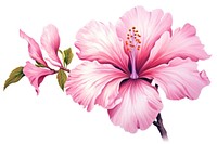Pink flower hibiscus blossom plant.