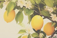 Lemon Photography grapefruit plant food.