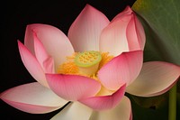 Lotus Floral Photography flower blossom petal.