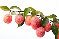 Lychee fruit plant food.