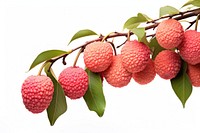 Lychee fruit plant berry.