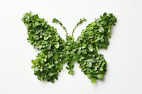 Butterfly shape made from Plant plant nature leaf.