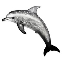 Dolphin animal mammal white background.