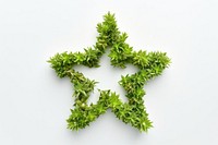 Star shape made from Plant plant green herbs.