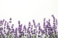 Lavender backgrounds blossom flower.