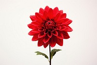 Red flower dahlia plant inflorescence.