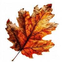 Orange oak leaf backgrounds maple plant. AI generated Image by rawpixel.