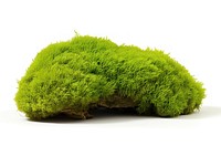 Green moss plant grass white background. AI generated Image by rawpixel.