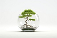 Tree transparent bonsai plant.