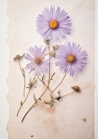 Real Pressed a asters flower petal plant.