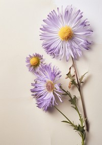 Real Pressed a asters flower blossom plant.