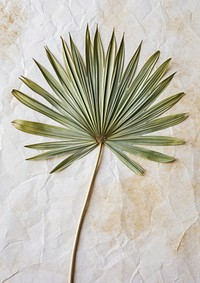 Real Pressed a green fan palm leaf backgrounds flower plant.