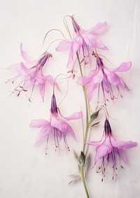 Real Pressed a pink Lobelias flower gladiolus petal.