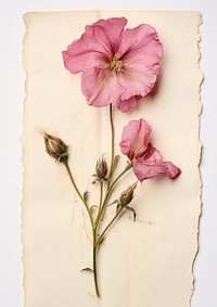 Real Pressed a pink Eustomas flower petal plant.