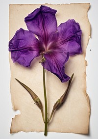 Real Pressed a purple Eustomas flower petal plant.