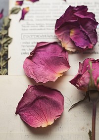 Real Pressed a rose petals flower plant paper.