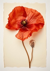Real Pressed a red poppy flower petal plant.