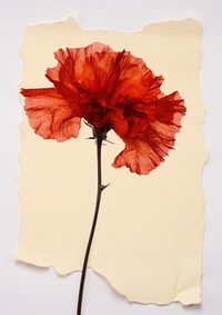Real Pressed a red carnation flower petal poppy.