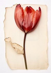 Real Pressed a red tulip flower petal plant.
