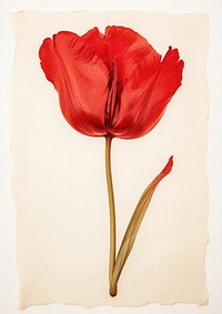 Real Pressed a red tulip flower petal plant.