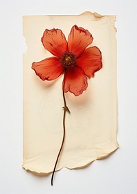 Real Pressed a red flower petal plant paper.
