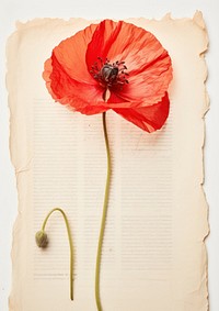 Real Pressed a red poppy flower plant paper.