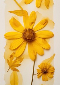 Real Pressed a yellow zinniaes flower sunflower petal.