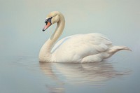 Clsoe up on pale swan animal bird anseriformes.