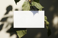 Business card on a branch plant white leaf.