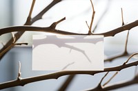 Business card on a branch plant white outdoors.