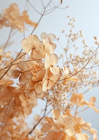 Dried flowers blossom nature plant.