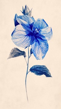 Blue flower drawing sketch petal.