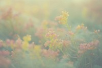  Dreamy pastel peaceful flower garden hill background backgrounds outdoors nature. 