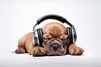 Dog headphones bulldog mammal.
